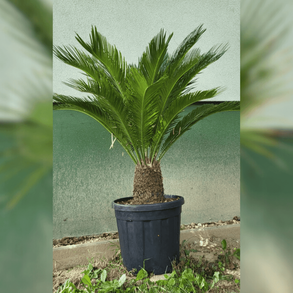 Cycas Revoluta 110/130cm