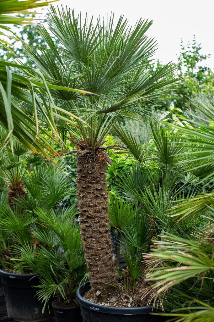 Lószőr pálma rendelés