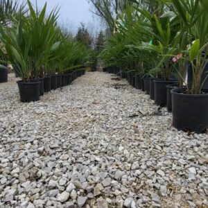 Lószőrpálma-50cm-es