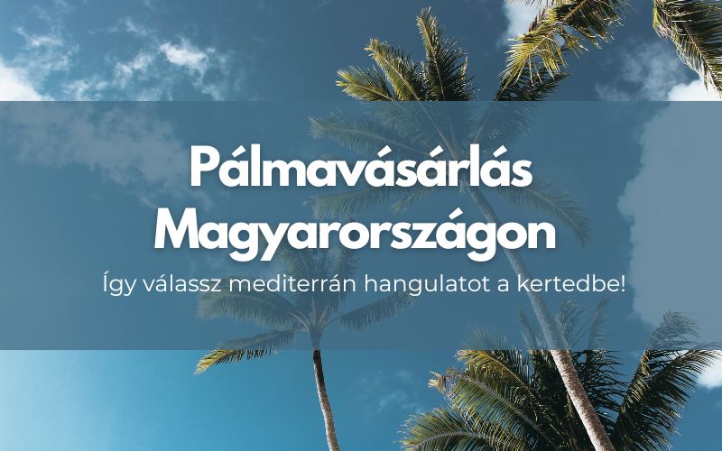 Pálma vásárlás magyarország