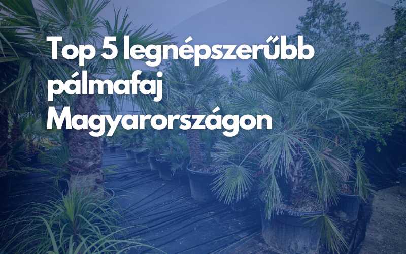 Top 5 pálmafaj magyarországon